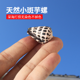 天然海螺贝壳小斑芋螺家居地台装 饰摆件微景观漂流瓶diy鱼缸造景