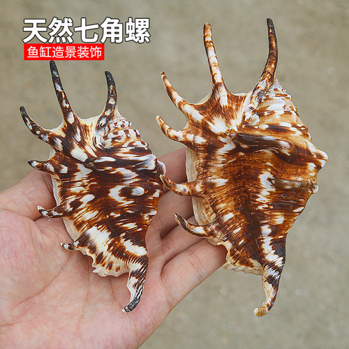家居装饰水族造景拍摄海螺贝壳