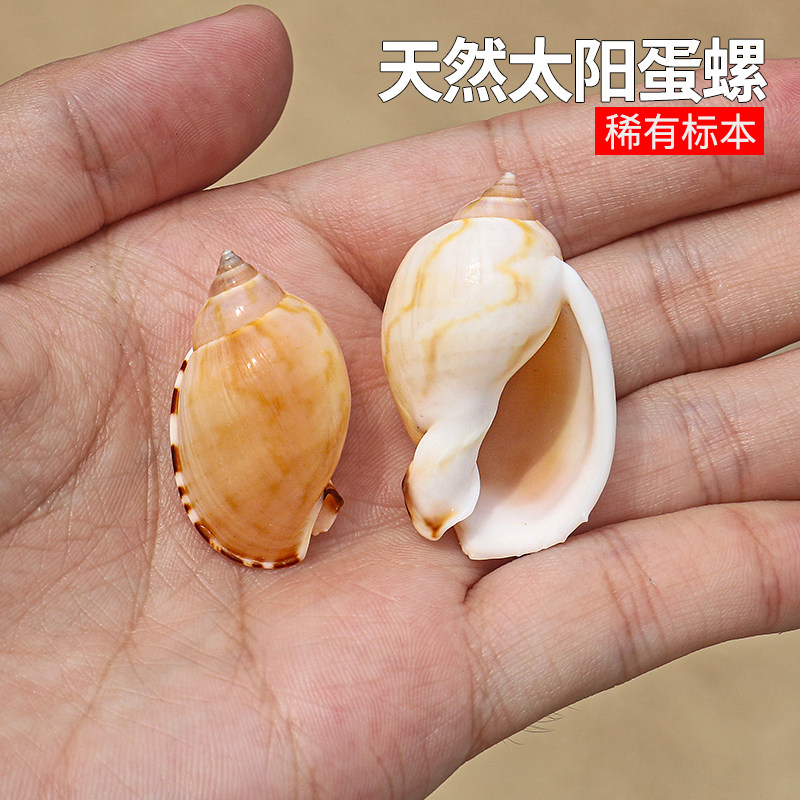 天然海螺贝壳太阳蛋螺稀有收藏标本瓢螺鱼缸造景装饰寄居蟹替换壳,家居饰品,海螺/贝壳/珊瑚,淘宝优惠券,粉丝福利购,淘宝优惠卷