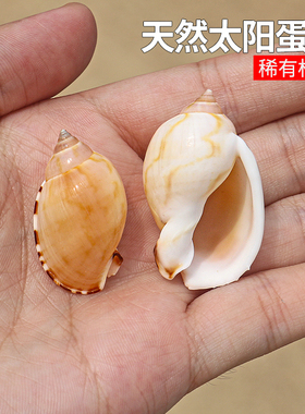 天然海螺贝壳太阳蛋螺稀有收藏标本瓢螺鱼缸造景装饰寄居蟹替换壳