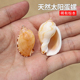 天然海螺贝壳太阳蛋螺稀有收藏标本瓢螺鱼缸造景装 饰寄居蟹替换壳