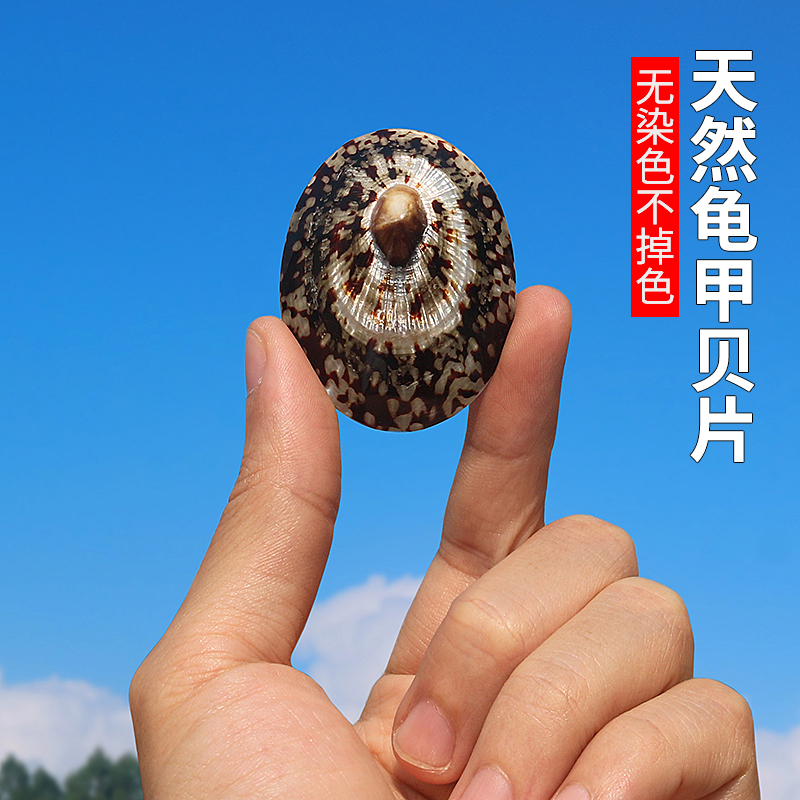 天然海螺贝壳龟甲鱼缸水族拍摄