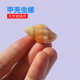 天然海螺贝壳甲壳虫螺寄居蟹替换壳地中海家居摆件鱼缸水族箱造景