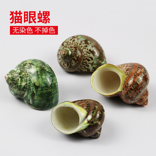 卷贝鱼绿色造景水族装饰替换壳