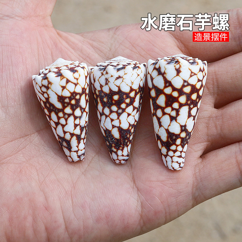 水磨石芋螺天然海螺贝壳蛇皮芋螺鱼缸造景装饰地中海家居收藏摆件