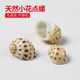 天然海螺贝壳小花点螺寄居蟹壳鱼缸造景水族箱装 饰手工DIY材料