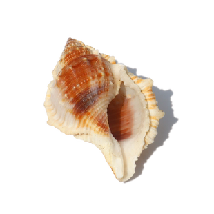 【螺贝艺】海螺贝壳海参螺水族造景婚庆家居地台地中海橱窗装饰