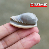 天然海螺贝壳金唇谷米螺 稀有标本螺 鱼缸水族造景微观漂流瓶材料
