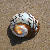 南非蝾螺8cm天然贝壳海螺家居办公室摆件寄居蟹海洋标本收藏