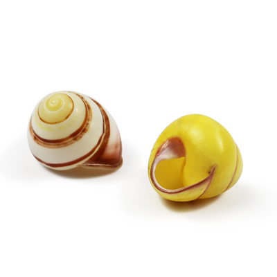 天然鱼缸造景收藏房子海螺贝壳