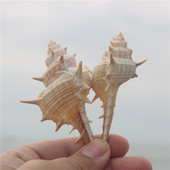 饰 天然海螺贝壳女巫骨螺创意鱼缸造景地台装 螺贝艺