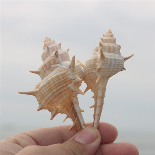 【螺贝艺】天然海螺女巫骨螺创意