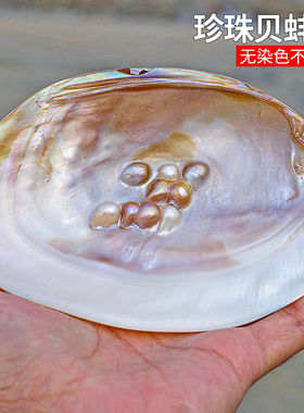天然海螺贝壳超大光泽珍珠贝蚌壳地中海家居创意收藏摆件送人礼物