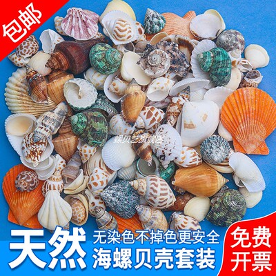 螺贝艺海螺贝壳小海星造景装饰