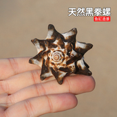 天然海螺贝壳黑拳螺奶牛螺寄居蟹替换壳拍摄道具儿童鱼缸造景装 饰