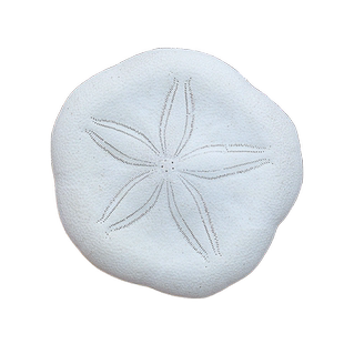 沙钱海胆沙线标本收藏家居创意摆件装饰品海螺贝壳天然饼干海胆壳