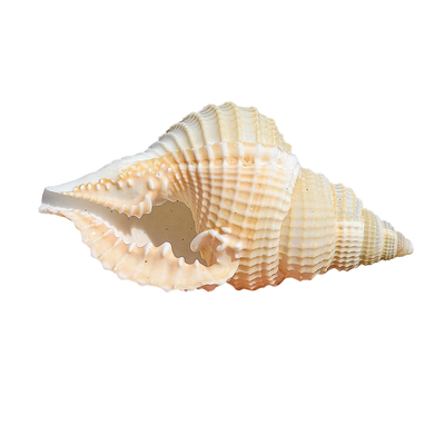 螺贝艺毛扭法螺鱼缸造景装饰