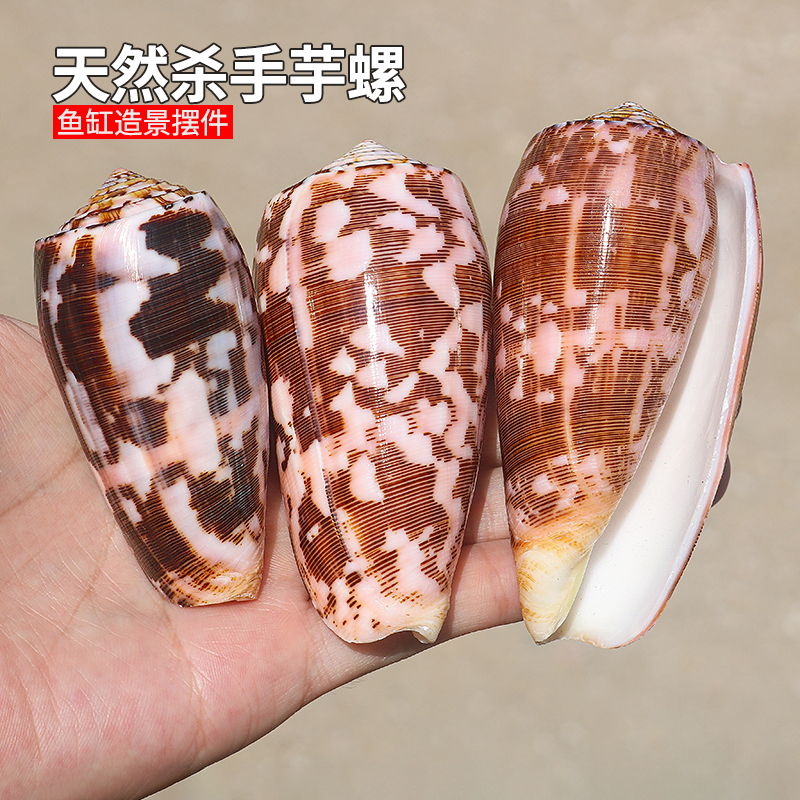 杀手织锦玉米高贵装饰品海螺贝壳