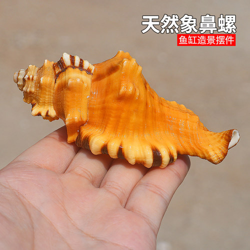 热卖天然海螺贝壳象鼻螺虎头螺标本螺收藏水族鱼缸家居装饰珊瑚 - 封面