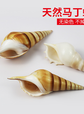 天然海螺贝壳马丁螺鱼缸造景水族箱装饰棕色家具摆件饰品收藏标本