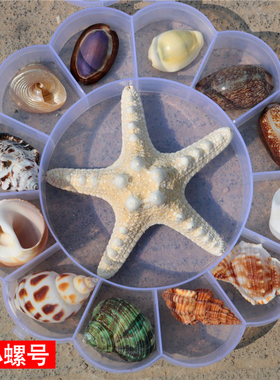 天然海螺贝壳海星标本礼盒装儿童海洋生物科普材料幼儿园礼物