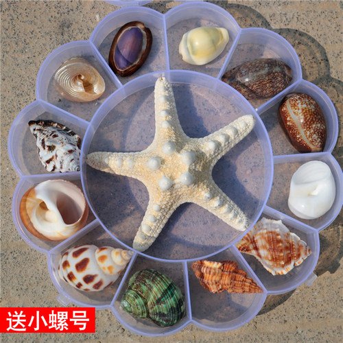 天然海螺贝壳礼盒装螺贝艺