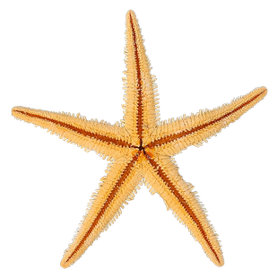 天然海螺贝壳大号五指海星霸王海星地台装饰品贴墙挂饰摆件收藏