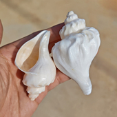 天然贝壳海螺海螺贝壳手工diy装 饰品卷贝鱼寄居蟹壳鱼缸造景珊瑚