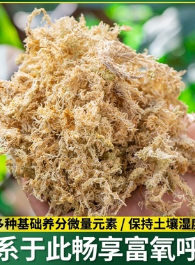土乌龟苔藓花蝴兰干营养青苔爬宠苔纯石斛垫材水种植天然蝶兰专用