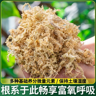 土乌龟苔藓花蝴兰干营养青苔爬宠苔纯石斛垫材水种植天然蝶兰专用