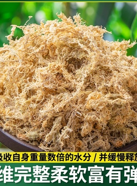 种植育苗苔青苔营养用水蝴土爬垫苔宠苔藓专铁皮兰花兰干蝶新鲜花