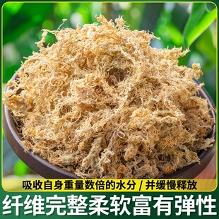 种植育苗苔青苔营养用水蝴土爬垫苔宠苔藓专铁皮兰花兰干蝶新鲜花
