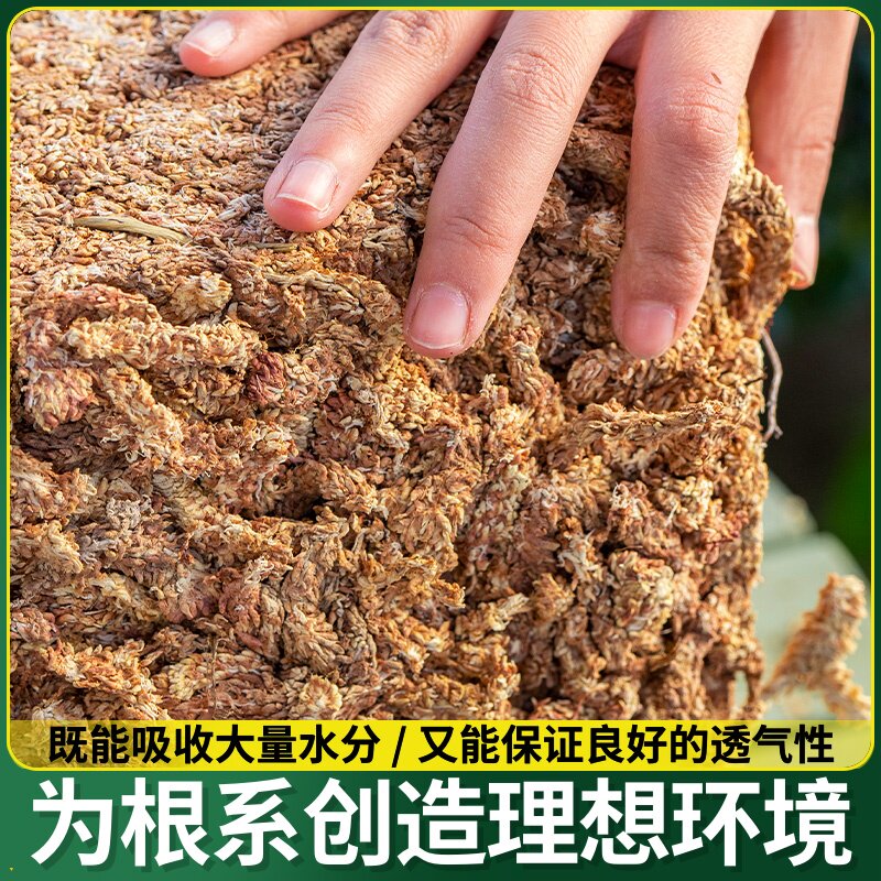 基质透气介质乌龟苔藓垫材水苔蝴环保兰干营养毛虫专用兰花土毛蝶