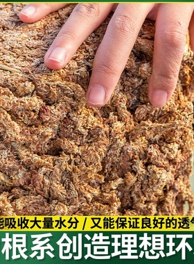 基质透气介质乌龟苔藓垫材水苔蝴环保兰干营养毛虫专用兰花土毛蝶