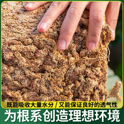基质透气介质乌龟苔藓垫材水苔蝴环保兰干营养毛虫专用兰花土毛蝶