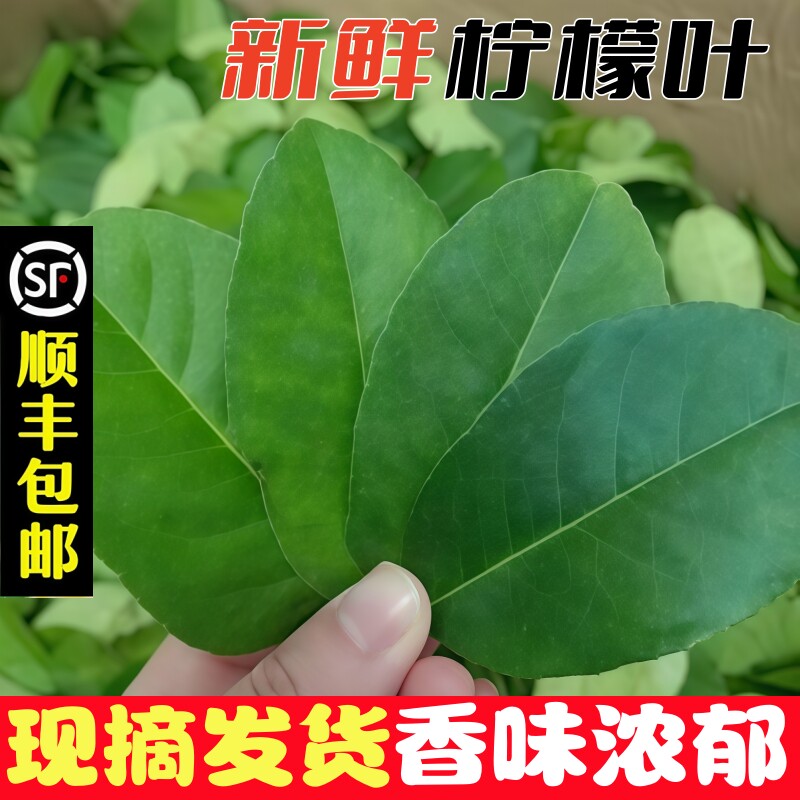 新鲜柠檬叶现摘广东香水叶子青柠檬叶鱼生配料泰国冬阴功调料批发