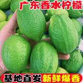 新鲜广东无籽香水柠檬5斤精选一级果奶茶店专用柠檬茶非海南香水