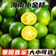 海南小金桔5斤新鲜青金桔小青桔小青柠檬奶茶店专用商用整件 包邮