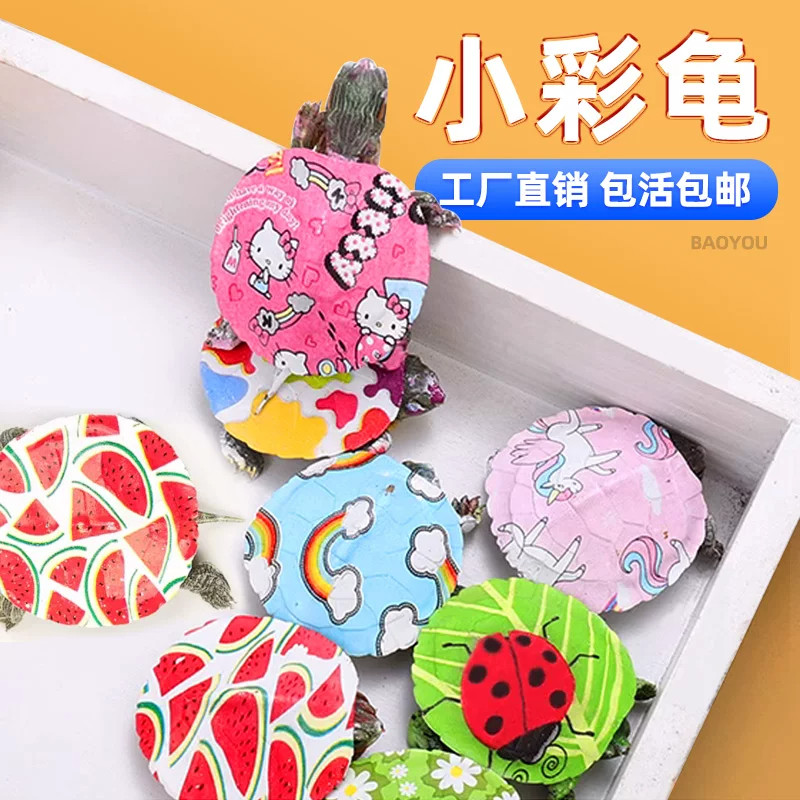 七彩卡通乌龟宠物好养耐活彩龟彩色小动物活物炫彩小乌龟活物网红