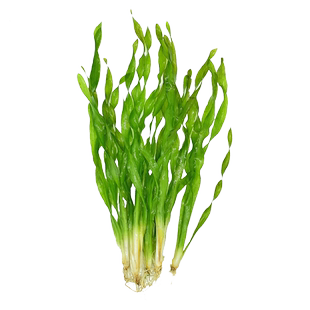 水兰水草大小水兰扭兰龙舌兰细叶阴性新手前后景鱼缸造景水韭菜