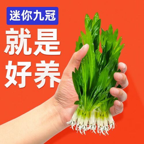 迷你绿九冠新手水草阴性懒人易活