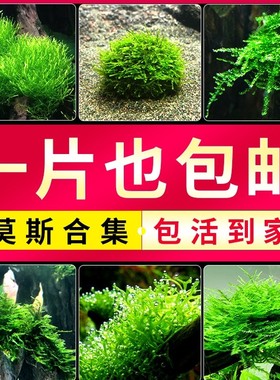 莫斯水草鱼缸植物垂泪片大三角珊瑚火焰阴性慕斯树球沉木前景造景