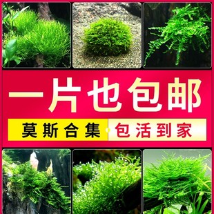 莫斯水草鱼缸植物垂泪片大三角珊瑚火焰阴性慕斯树球沉木前景造景
