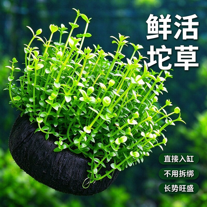 水八角大坨水草鱼缸造景沉底装饰阴性净水增氧珍珠草新手水培植物