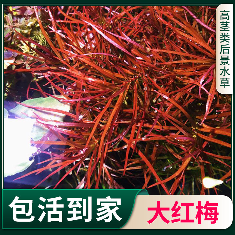 大红梅水草植物鱼缸水草真草造景鱼草缸绿植新手懒人养鱼中后景草