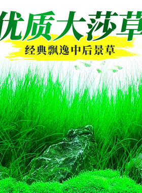 墨西哥大莎草细叶水草植物鱼缸大沙草ADA造景后景草飘逸无需CO2
