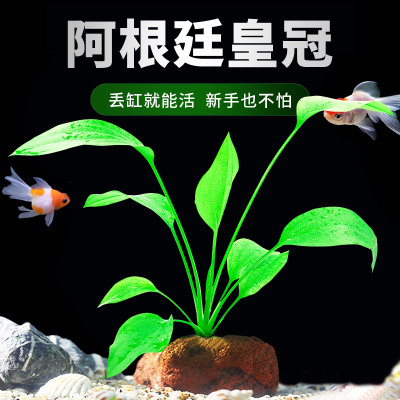 阿根廷皇冠鱼缸造景水草