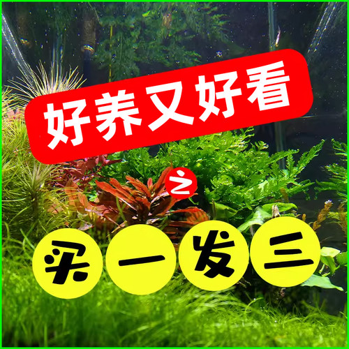 植物活体造景淡水绿菊蜈蚣草鱼缸