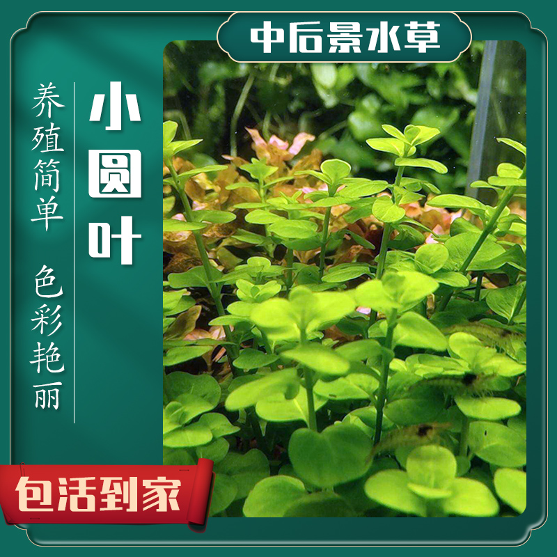 小圆叶中后景水草鱼缸造景增氧