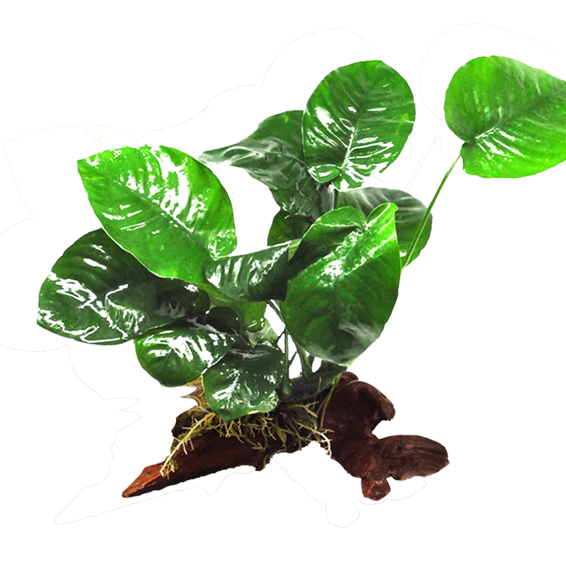 植物辣椒榕迷你阴性淡水鱼缸造景